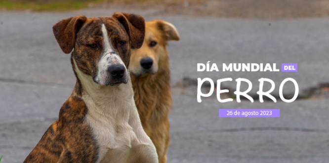 Día Mundial del Perro 2023 en San Cristóbal, con jornada veterinaria para callejeros