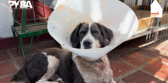 En San Cristóbal esclarecemos la verdad para proteger a todos los animales de la localidad En San Cristóbal esclarecemos la verdad para proteger a todos los animales de la localidad