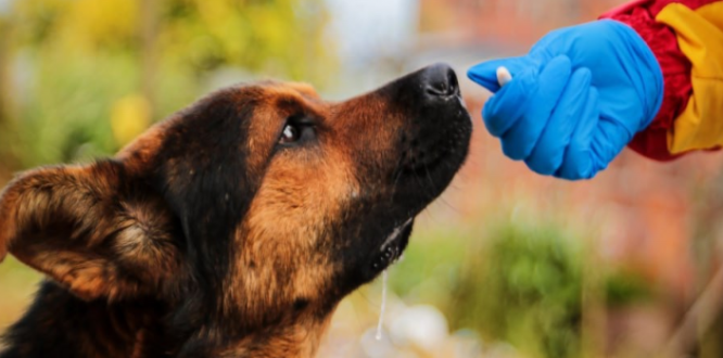 San Cristóbal líder en esterilizaciones de animales de compañía