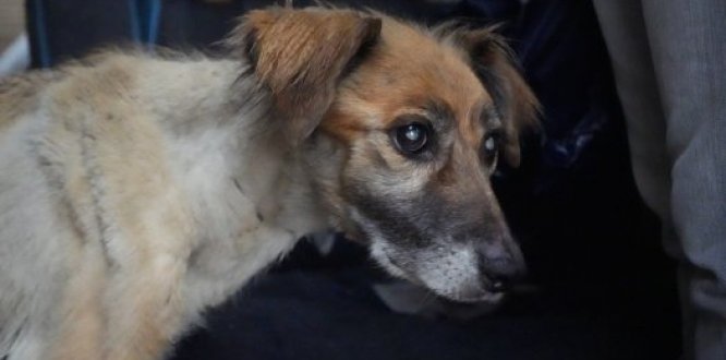 Alcaldía Local de San Cristóbal trabaja por el bienestar de Violeta Alcaldía Local de San Cristóbal trabaja por el bienestar de Violeta